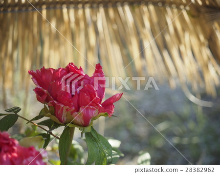 冬天牡丹 冬天牡丹 28382962