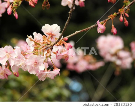 Kawazuzakura / Chinzanso Kawazuzakura / Chinzanso 28383120