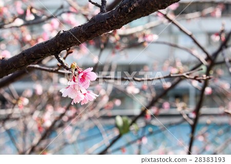 櫻花盛開 28383193