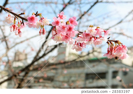 都市裡的櫻花 28383197