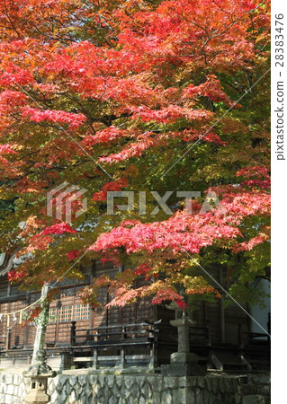Autumn leaves of Tokuyama shrine 28383476