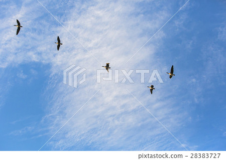 Migratory bird illuminated by the sunset 005 Migratory bird illuminated by the sunset 005 28383727