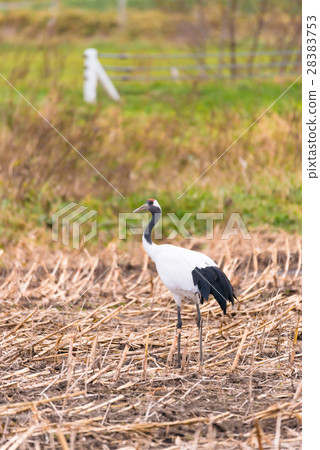 丹頂鶴 鶴 起重機 28383753