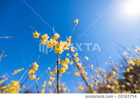 梅花 梅 日本李 28383754