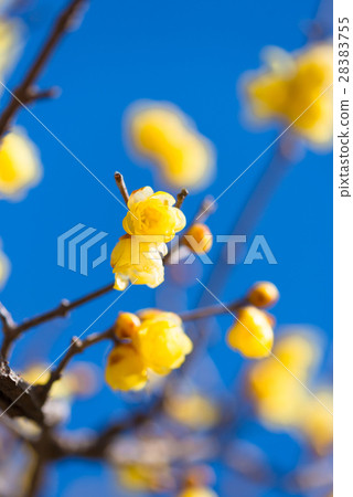 梅花 梅 日本李 28383755