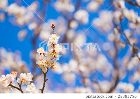 梅花 梅 花朵 28383756