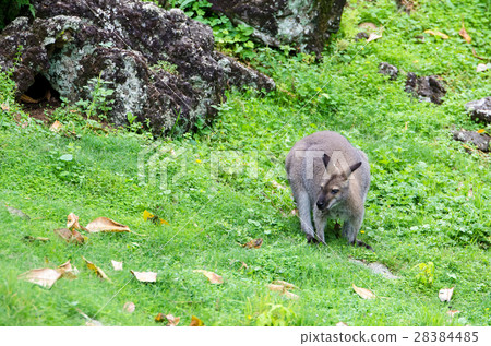 Red-necked Wallaby kangaroo Red-necked Wallaby kangaroo 28384485