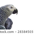 African Grey Parrot on white 28384503