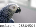 African Grey Parrot 28384504