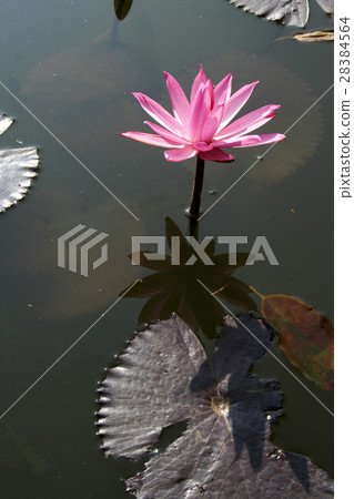Pink Lotus Pink Lotus 28384564