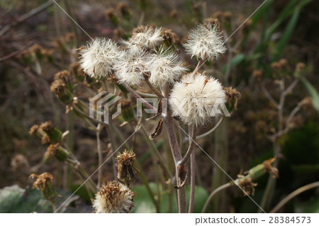 Tsubaki的絨毛 28384573