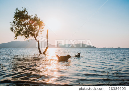 tree in water with blur of dog  28384603
