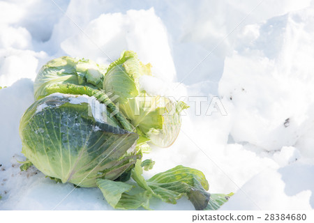 甜蜜的室內雪中/雪中的白菜/雪中的白菜/雪下的白菜/雪中的白菜是甜的(長野縣信州小田村) 甜蜜的室內雪中/雪中的白菜/雪中的白菜/雪下的白菜/雪中的白菜是甜的(長野縣信州小田村) 28384680