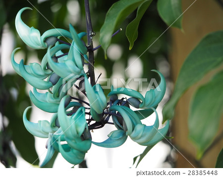 玉藤 玉藤 28385448