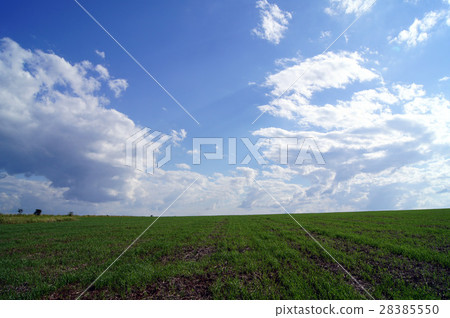 Paraguay_Flower field_ rape blossoms 28385550