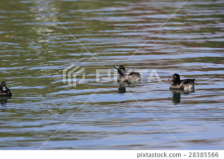 Kinkrochasshuro Kinkrochasshuro 28385566