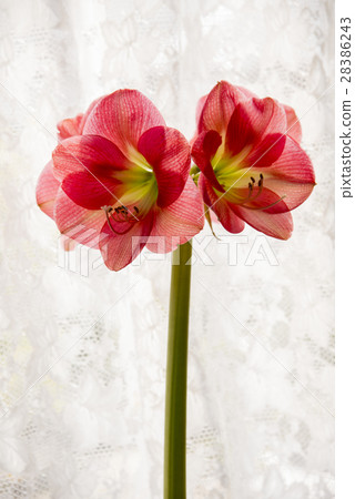 Amaryllis flower 28386243