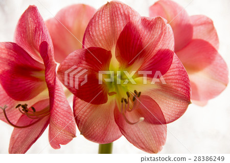 Amaryllis flower 28386249