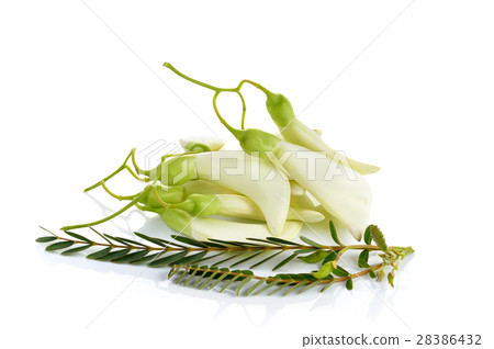 White Agasta ,Thai  vegetable on white background 28386432