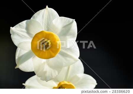 Flower sword daffodil 28386620