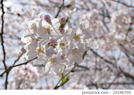 Cherry Blossoms Cherry Blossoms 28386708