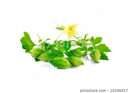 Bitter gourd on white background. 28386857