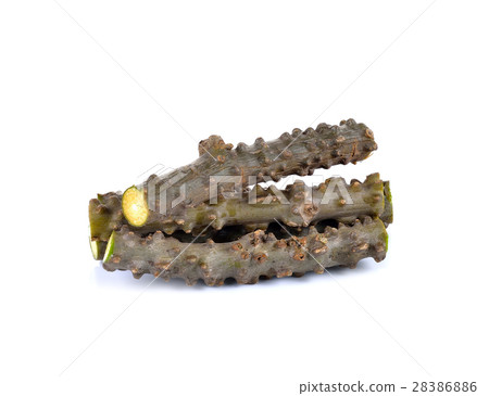 Tinospora crispa (L.) Hook. f. & Thomson herb 28386886