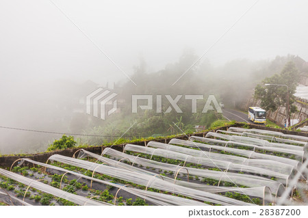 Strawberry field, Kintamani. Bali, Indonesia. 28387200