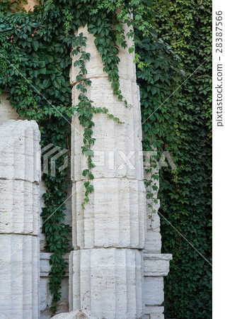 old columns with curly green plants old columns with curly green plants 28387566