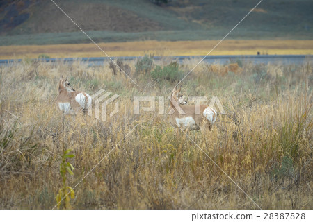 Wild Pronghorn Wild Pronghorn 28387828