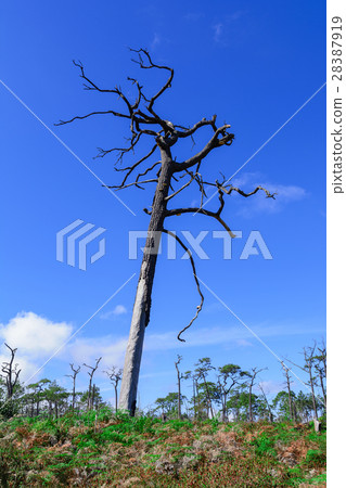 Dead pine from wildfire against blue sky. 28387919