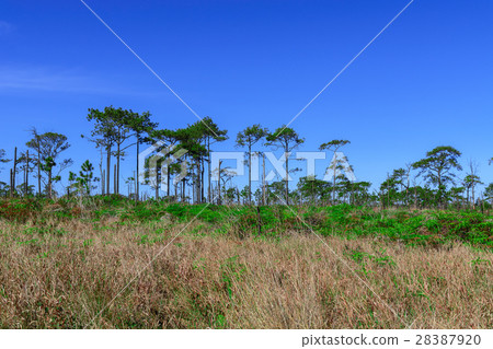 Pine forest landscape. 28387920
