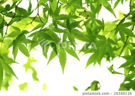 新鮮的綠色(Momiji) 新鮮的綠色(Momiji) 28388116