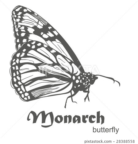 The Monarch butterfly Danaus plexippus vector 28388558