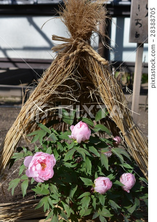 Winter peony in the straw enclosure, Ueno Toshogu Shibobutanen Winter peony in the straw enclosure, Ueno Toshogu Shibobutanen 28388705