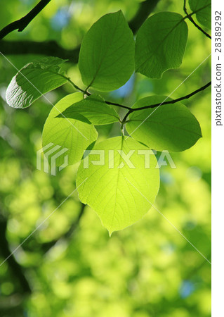 新鮮的綠色（硬木葉子） 28389292