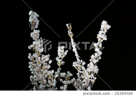 Crystals of salt attached to herbs Crystals of salt attached to herbs 28389584