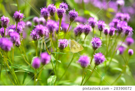butterfly's rest on thistle 28390072
