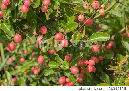 Carissa carandas L. herb's tree Carissa carandas L. herb's tree 28390136