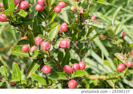 Carissa carandas L. herb's tree 28390137