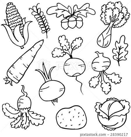 Doodle of vegetable on white background 28390217
