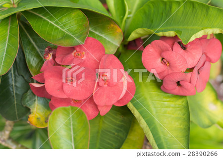Crown of thorns flowers Crown of thorns flowers 28390266