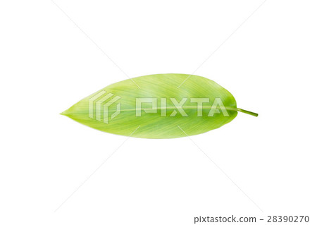 galangal leaf isolated on white background. galangal leaf isolated on white background. 28390270