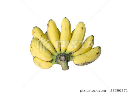 cultivated banana isolated on white cultivated banana isolated on white 28390271