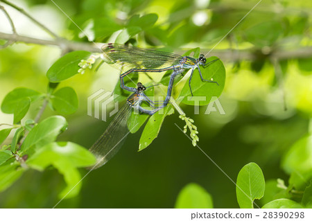 蜻蜓 28390298