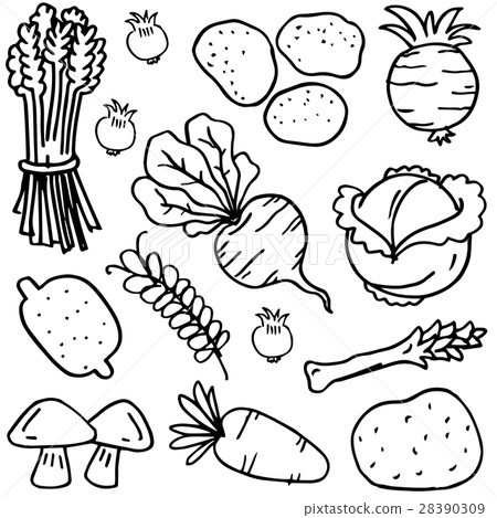 Illustration of vegetable set han draw doodles 28390309