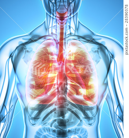3D illustration of Lungs, medical concept. 3D illustration of Lungs, medical concept. 28390378