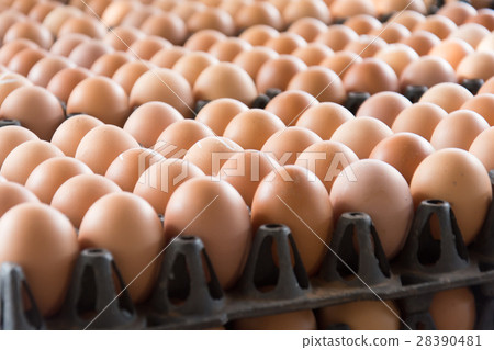 Eggs from chicken farm in the package that Eggs from chicken farm in the package that 28390481