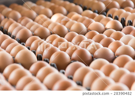Eggs from chicken farm in the package that Eggs from chicken farm in the package that 28390482