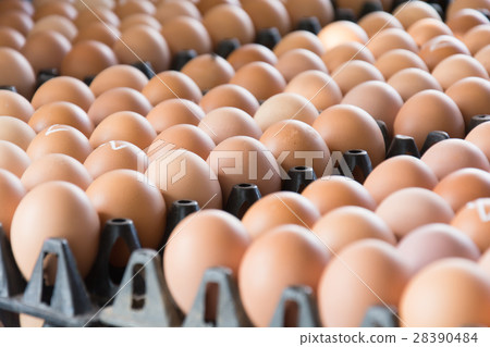 Eggs from chicken farm in the package that Eggs from chicken farm in the package that 28390484